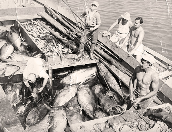 Fish weirs were a lot of work to set up and maintain, but the fishermen’s efforts were often rewarded with boatloads of fish.