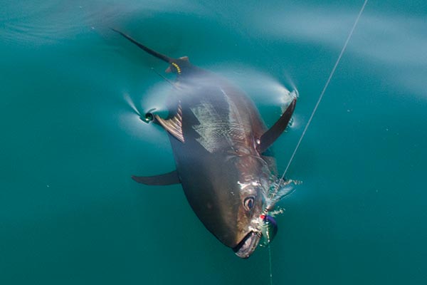 A bluefin tuna glides in for a landing