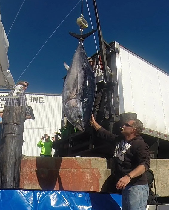 The giant tuna is hoisted on the docks in Portland.