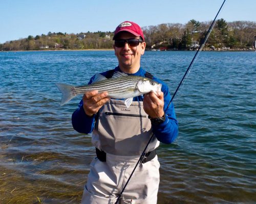 Don&rsquo;t be surprised if you hook into some stripers during your perch pursuit .