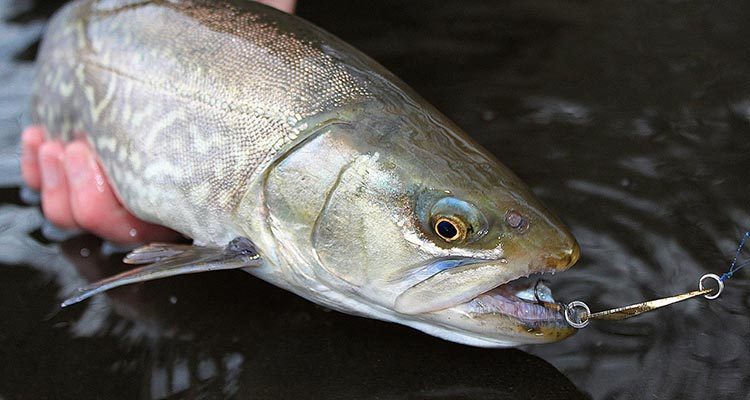 Trout caught on ACME Kastmaster
