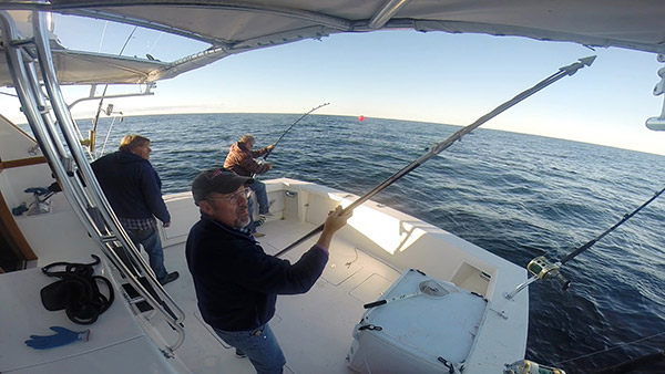 As the fish slowly succumbs, it&rsquo;s time to grab the harpoon and get ready.