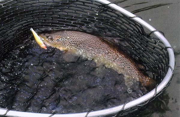 This 17-inch brown trout aggressively attacked a 4-inch Rapala.