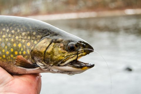 The 4 Best Baits for Opening Trout Day
