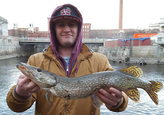 Frank McCarthy with a nice pike caught on the Concord River in Lowell, MA