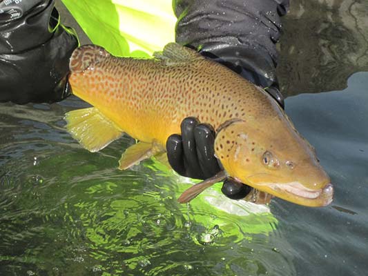Keystone Select Stocked Brown Trout