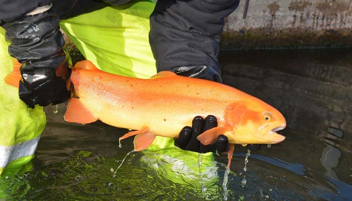 Keystone Select Stocked Golden Rainbow Trout