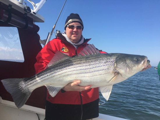 Chesapeake Bay Rockfish