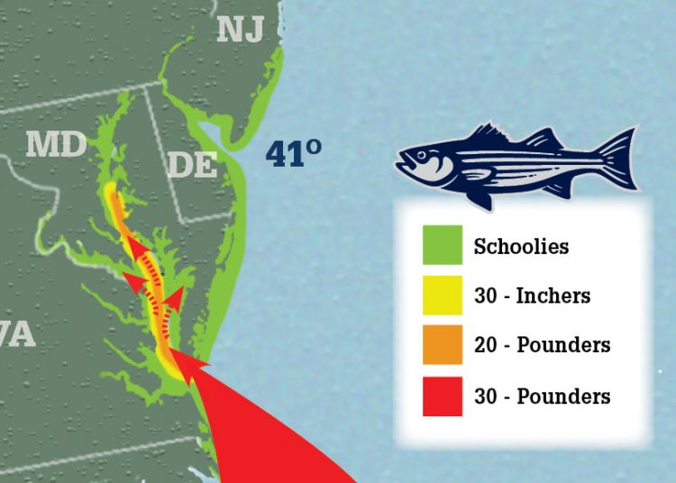 Striper Migration Map