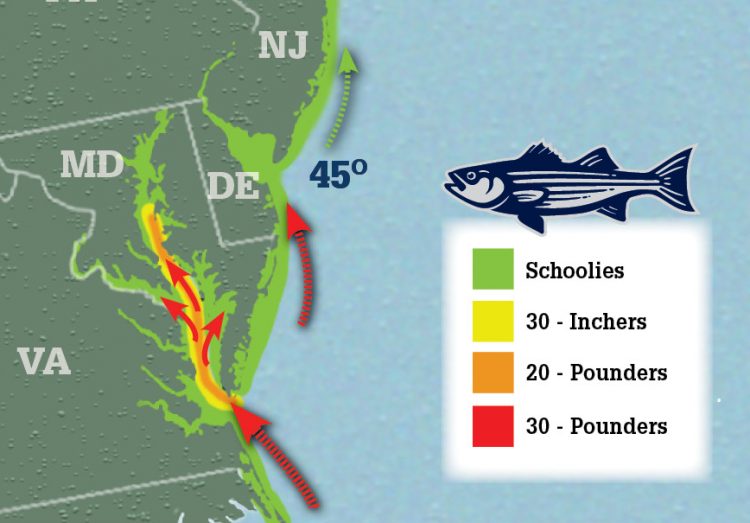 Striper Migration Map 3 31 2017