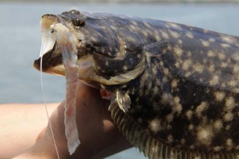 Summer flounder
