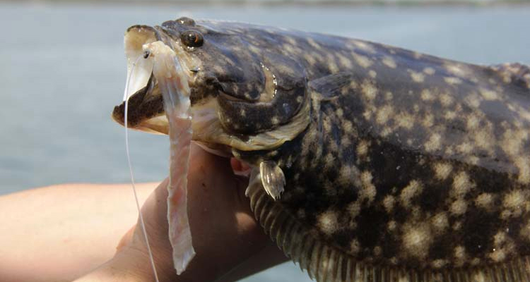 Summer flounder