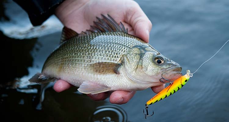 White perch