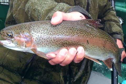 rainbow trout.