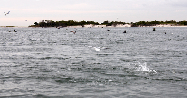 Later in the spring, as more baitfish arrive in the back bays, stripers can be found pushing them to the surface.