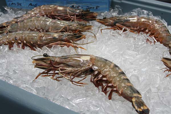 giant prawns