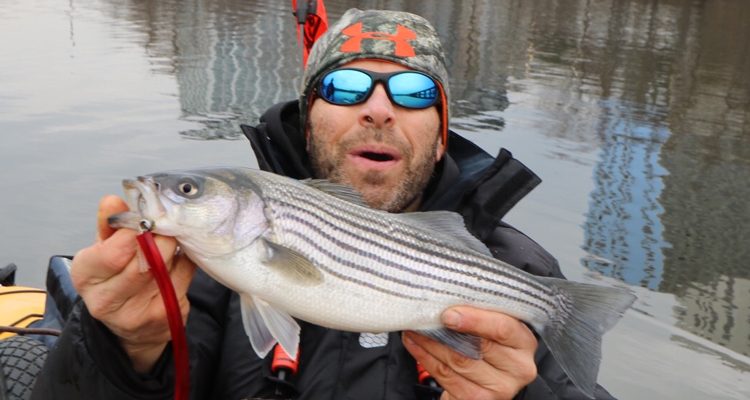 Unusually warm water temperatures have holdover stripers stirring!