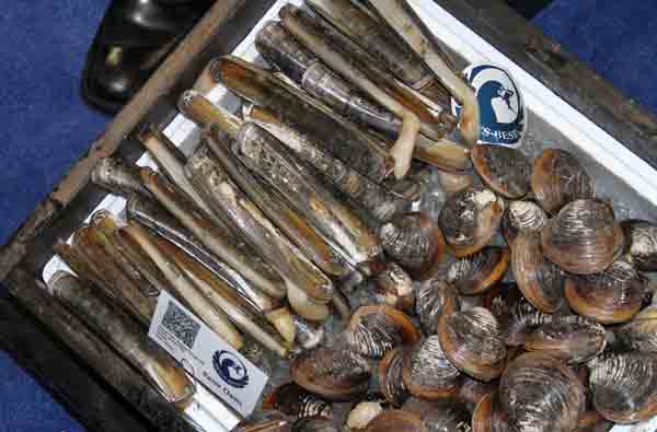local razor clams