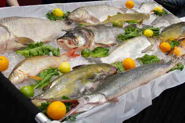 not fresh fish