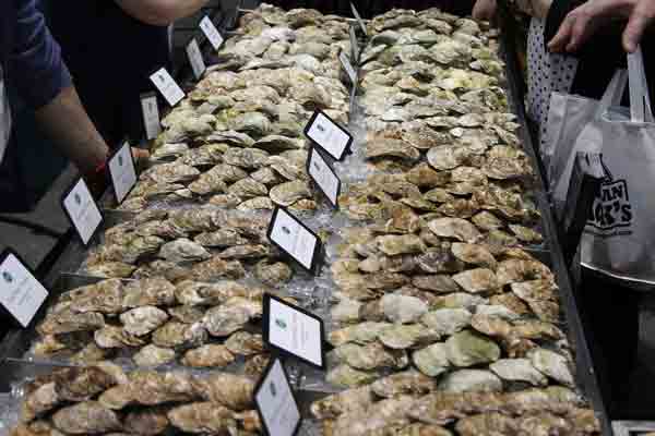 oysters