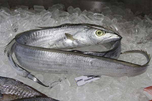 Ribbon Fish