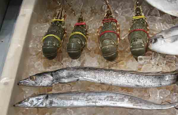 bad looking ribbon fish and lobsters