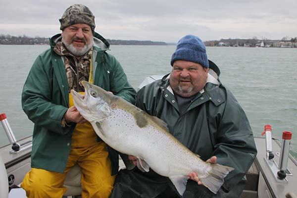 31 pound brown trout