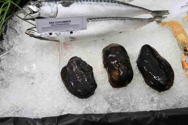fresh sea cucumber