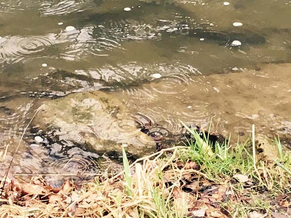 Rain over the past few days has added some color to the water and &ldquo;tickled up&rdquo; a few trout.  They are feeding on adult midges and blue wing olives in the late morning to mid-afternoon hours!  (photo by PFBC)