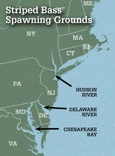 Striped bass spawning grounds