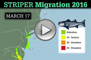 Striped Bass Migration