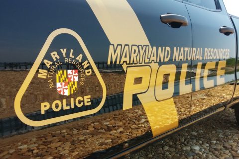 Striper Poaching Season Begins in Maryland