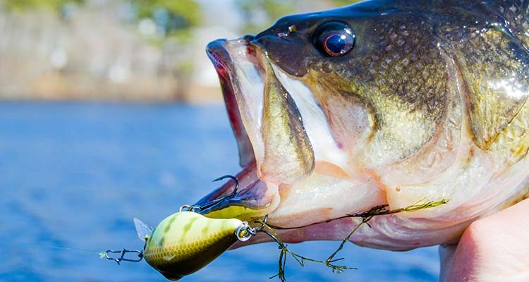 Catch your biggest bass of the year