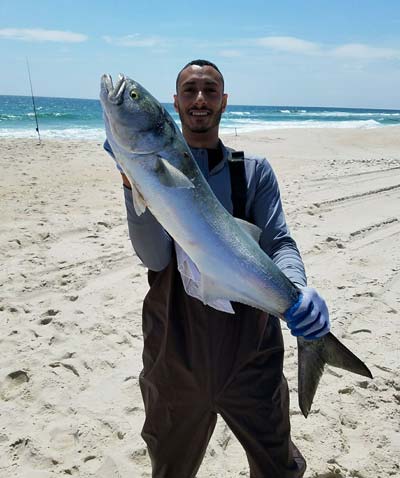 A big IBSP bluefish from Betty & Nick's