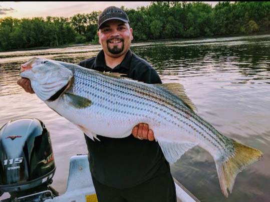 Jay Roman with a CT River pig striped bass.