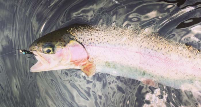 Mike Walsh with a nice 603 trout this week.