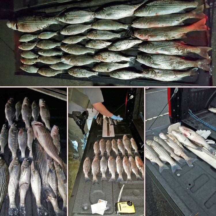 NJ Striper Poaching