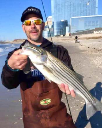 AC schoolie from One Stop Bait And Tackle