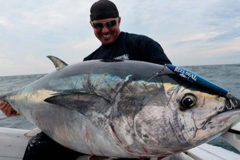 bluefin tuna