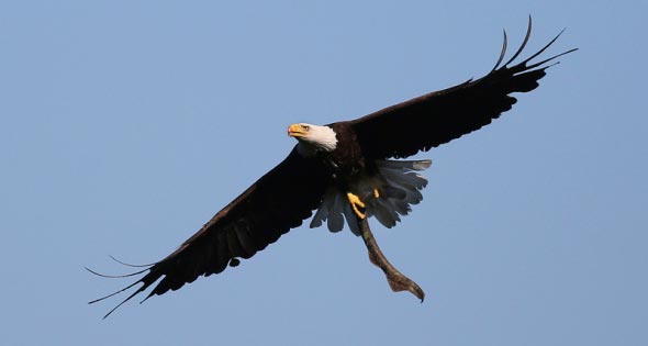 A bald eagle carries a sea lamprey