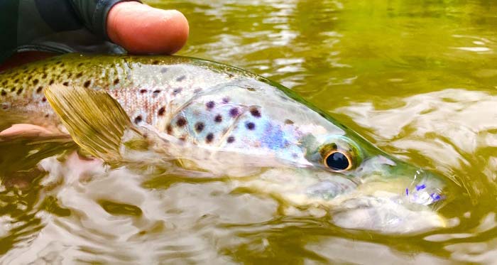 Fishing Creek Brown Trout