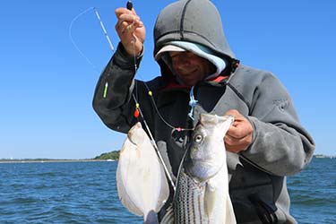 While flounder fishing Captain Colby is finding the stripers to be a nuisance.