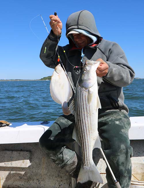 While flounder fishing Captain Colby is finding the stripers to be a nuisance.