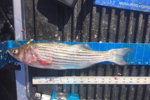 Fish Poachers Busted in Wareham, Massachusetts