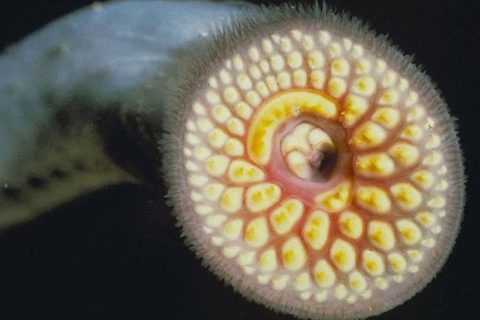 Vermont Public Reminded To Not Disturb Spawning Sea Lamprey