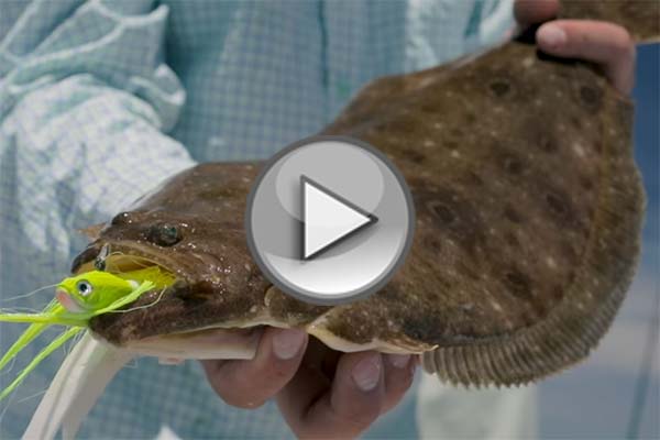 Bucktailing For Fluke