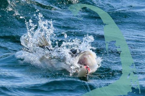 Cape Cod Striper Scene