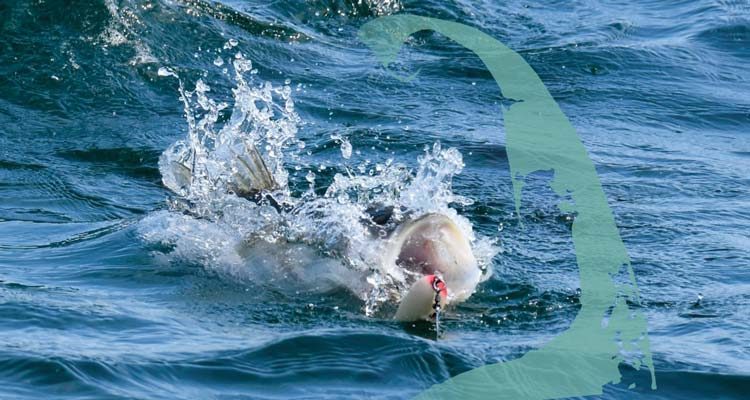 Cape Cod Striper Scene