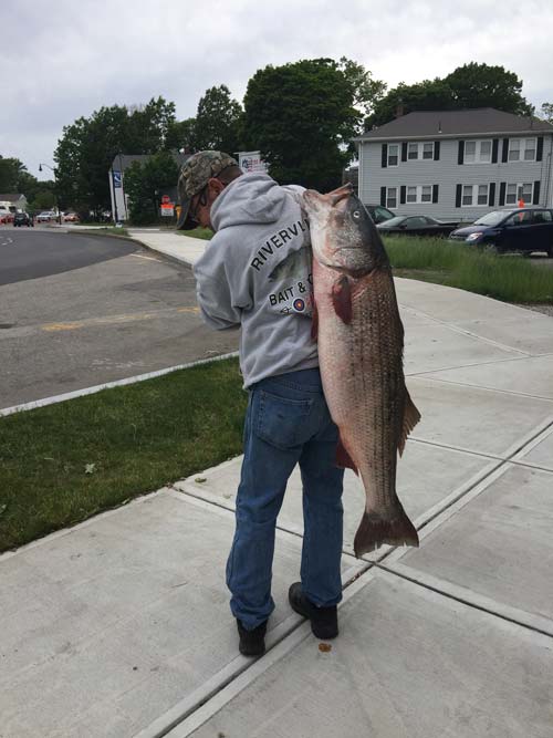 Angler Joe Kelly leaving Fore River B&T in Quincy with a 46 1/2 pound cow he caught on mackerel chunk!