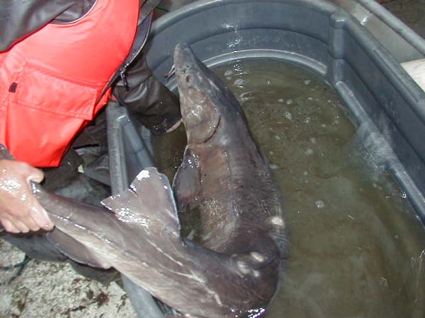 This 1998 photo shows a lake sturgeon that was tagged